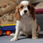 Shane-male-Cavalier-King-Charles-Spaniel-puppy-for-sale-1 (4)