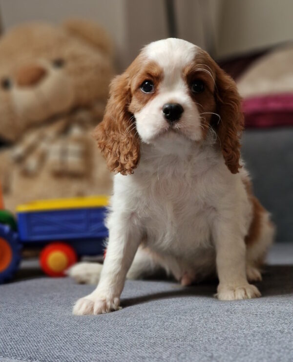 Shane Cavalier King Charles Spaniel Shane Cavalier King Charles Spaniel