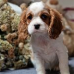 Sharon-female-Cavalier-King-Charles-Spaniel-puppy-for-sale-1 (1)