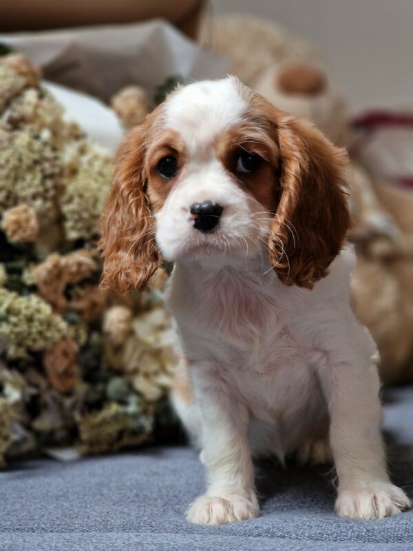 Sharon Cavalier King Charles Spaniel Sharon Cavalier King Charles Spaniel