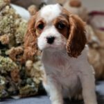 Sharon-female-Cavalier-King-Charles-Spaniel-puppy-for-sale-1 (2)