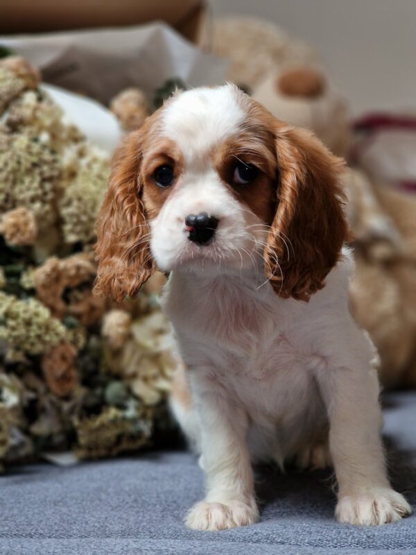Sharon Cavalier King Charles Spaniel Sharon Cavalier King Charles Spaniel