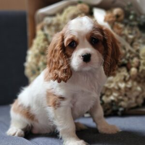 Sharon Cavalier King Charles Spaniel Sharon Cavalier King Charles Spaniel