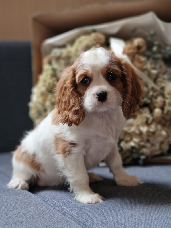 Sharon Cavalier King Charles Spaniel Sharon Cavalier King Charles Spaniel