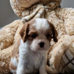 Sheldon-female-Cavalier-King-Charles-Spaniel-puppy-for-sale-1 (1)