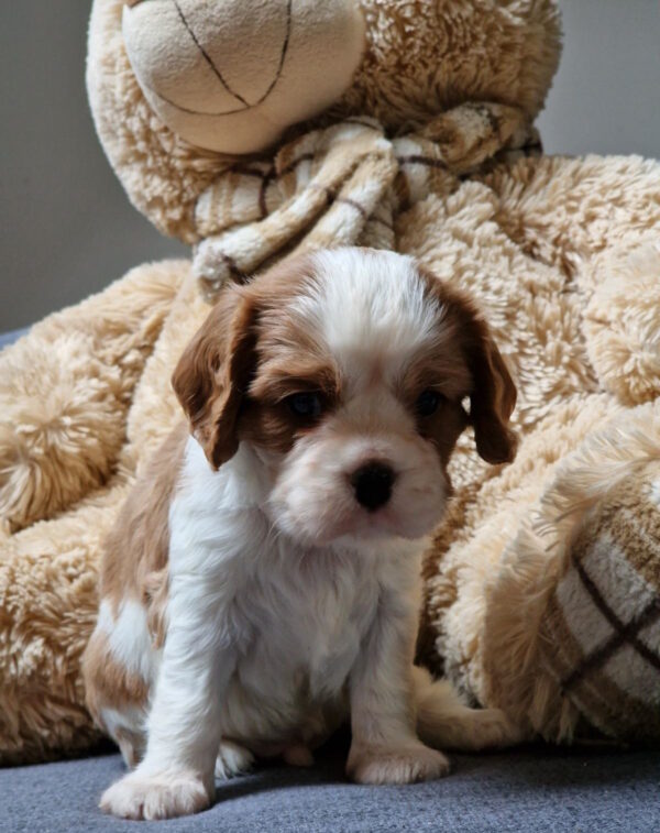 Sheldon Cavalier King Charles Spaniel Sheldon Cavalier King Charles Spaniel