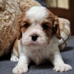 Sheldon-female-Cavalier-King-Charles-Spaniel-puppy-for-sale-1 (2)