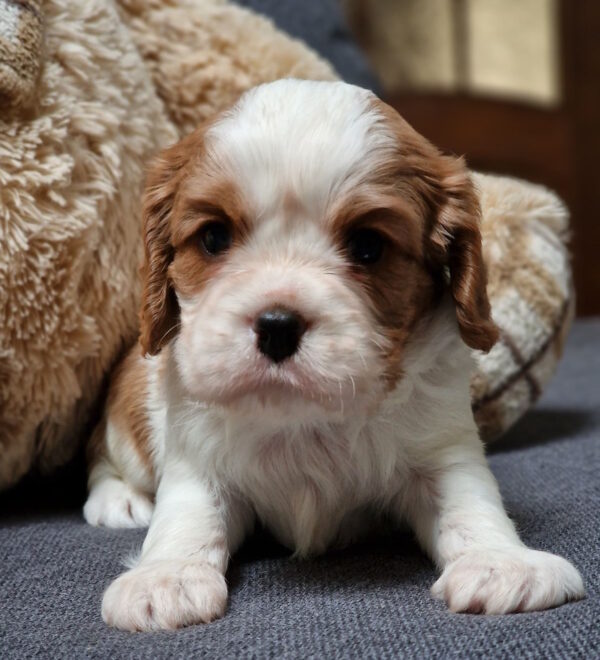 Sheldon Cavalier King Charles Spaniel Sheldon Cavalier King Charles Spaniel