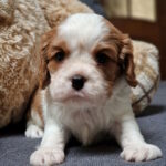 Sheldon-female-Cavalier-King-Charles-Spaniel-puppy-for-sale-1 (3)