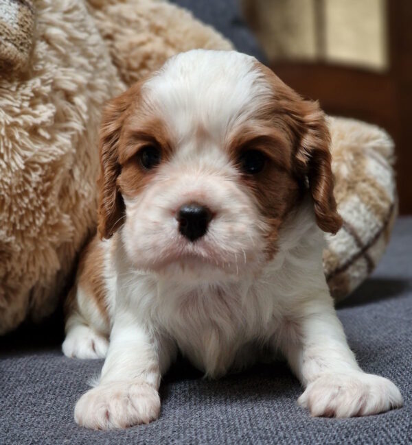 Sheldon Cavalier King Charles Spaniel Sheldon Cavalier King Charles Spaniel