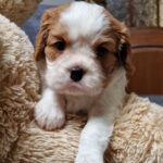 Sheldon-female-Cavalier-King-Charles-Spaniel-puppy-for-sale-1 (4)