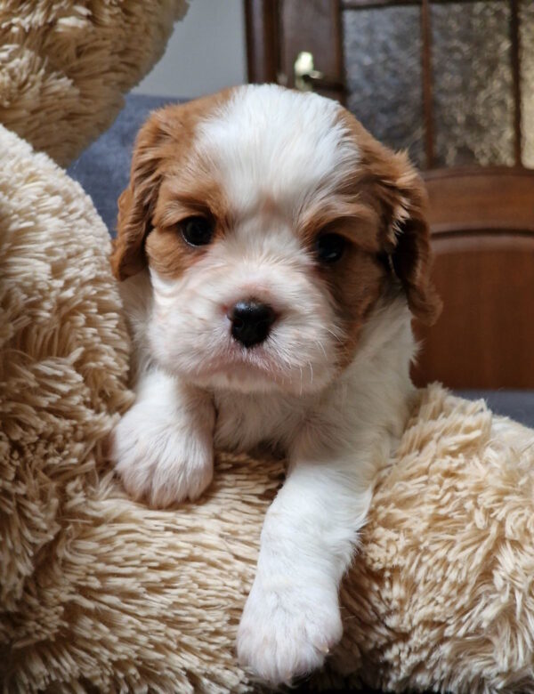 Sheldon Cavalier King Charles Spaniel Sheldon Cavalier King Charles Spaniel