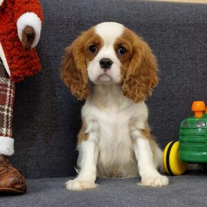 Sheldon Cavalier King Charles Spaniel Sheldon Cavalier King Charles Spaniel