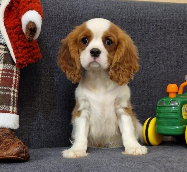 Sheldon Cavalier King Charles Spaniel Sheldon Cavalier King Charles Spaniel