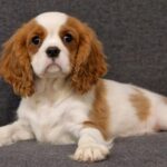 Sheldon-male-Cavalier-King-Charles-Spaniel-puppy-for-sale-1 (2)