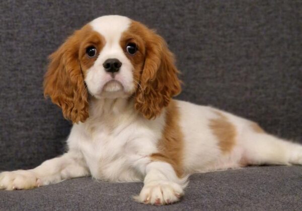 Sheldon Cavalier King Charles Spaniel Sheldon Cavalier King Charles Spaniel