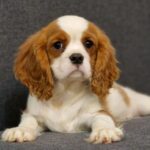 Sheldon-male-Cavalier-King-Charles-Spaniel-puppy-for-sale-1 (3)