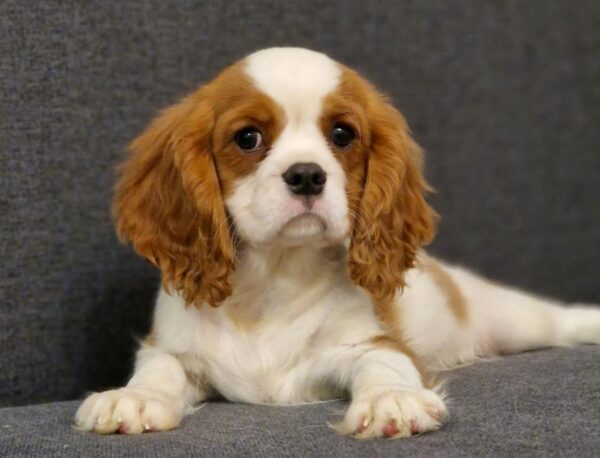 Sheldon Cavalier King Charles Spaniel Sheldon Cavalier King Charles Spaniel