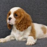 Sheldon-male-Cavalier-King-Charles-Spaniel-puppy-for-sale-1 (4)