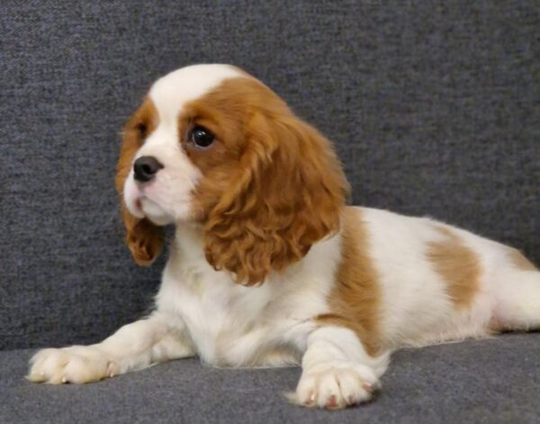 Sheldon Cavalier King Charles Spaniel Sheldon Cavalier King Charles Spaniel