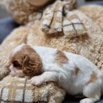 Shella-female-Cavalier-King-Charles-Spaniel-puppy-for-sale-1 (1)