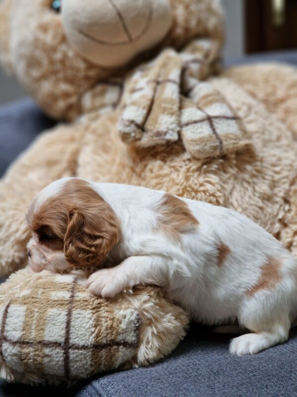 Shella Cavalier King Charles Spaniel Shella Cavalier King Charles Spaniel