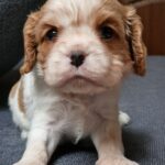Shella-female-Cavalier-King-Charles-Spaniel-puppy-for-sale-1 (2)