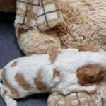 Shella-female-Cavalier-King-Charles-Spaniel-puppy-for-sale-1 (3)