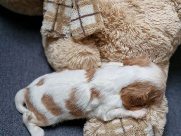 Shella Cavalier King Charles Spaniel Shella Cavalier King Charles Spaniel