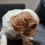Shella-female-Cavalier-King-Charles-Spaniel-puppy-for-sale-1 (4)