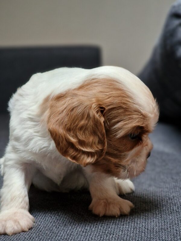 Shella Cavalier King Charles Spaniel Shella Cavalier King Charles Spaniel