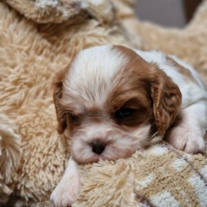 Shella Cavalier King Charles Spaniel Shella Cavalier King Charles Spaniel