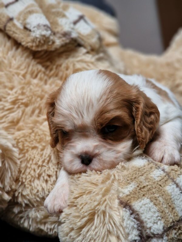 Shella Cavalier King Charles Spaniel Shella Cavalier King Charles Spaniel