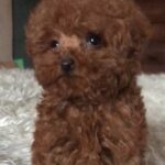 Nex Toy Poodle
