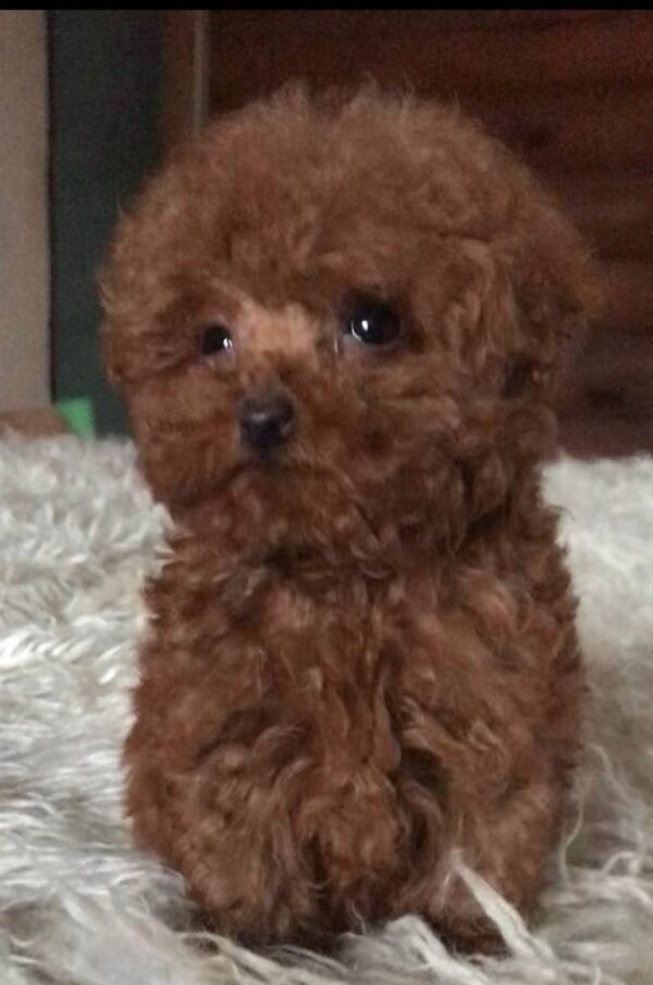 Shortis Toy Poodle Shortis Toy Poodle