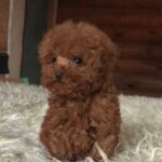 Shortis-male-Toy-Poodle-puppy-for-sale-2
