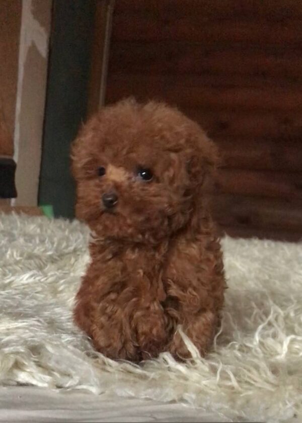 Shortis Toy Poodle Shortis Toy Poodle