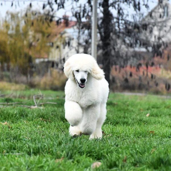 Siana Standard Poodle Siana Standard Poodle
