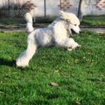 Siana-female-Toy-Poodle-puppy-for-sale-2