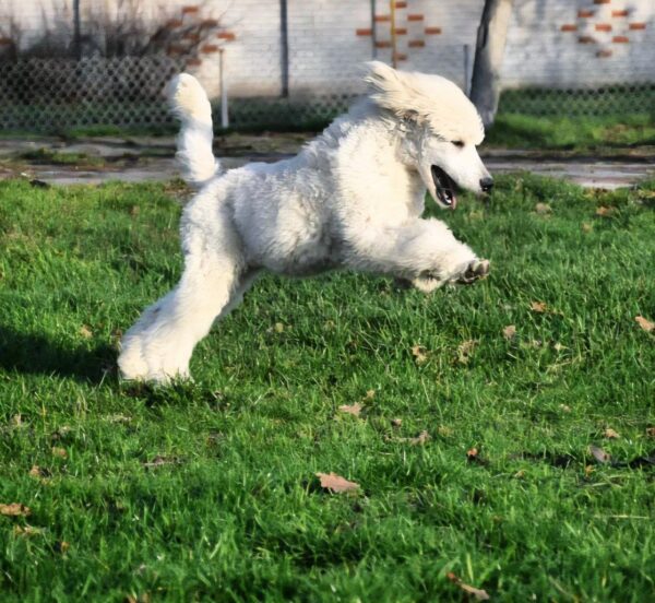 Siana Standard Poodle Siana Standard Poodle