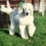 Siana-female-Toy-Poodle-puppy-for-sale-3