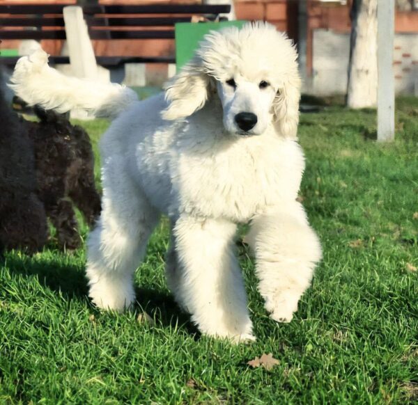 Siana Standard Poodle Siana Standard Poodle
