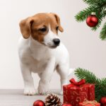 Sindi-female-Jack-Russell-Terrier-puppy-for-sale-1 (5)