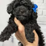 Sirius-male-toy-poodle-puppy-for-sale-1 (1)