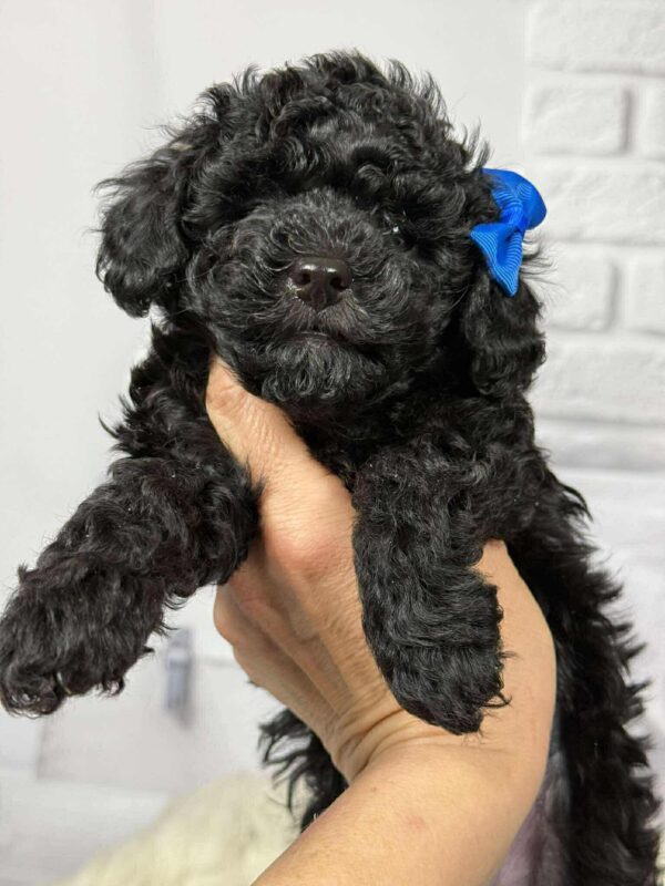 Sirius Toy Poodle Sirius Toy Poodle