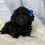 Sirius-male-toy-poodle-puppy-for-sale-1 (2)