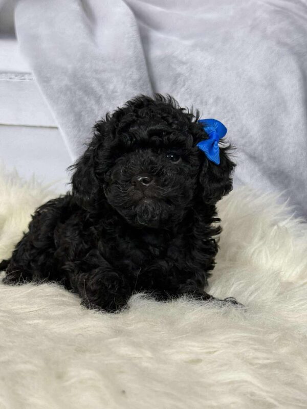 Sirius Toy Poodle Sirius Toy Poodle