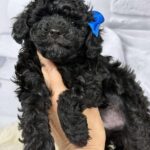 Sirius-male-toy-poodle-puppy-for-sale-1 (3)