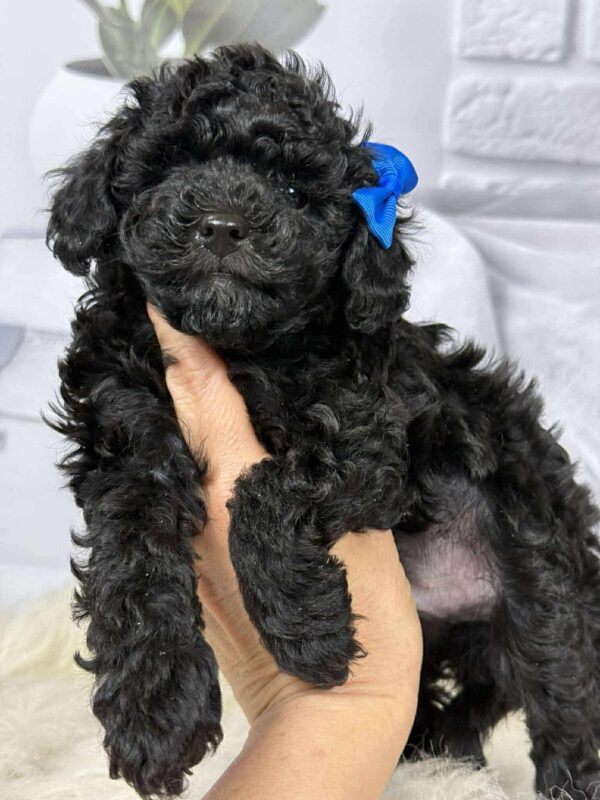 Sirius Toy Poodle Sirius Toy Poodle