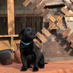 Skay-male-labrador-retriver-puppy-for-sale-1 (1)